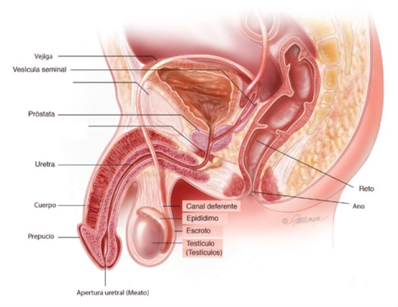 Próstata | Hiperplasia Benigna de Próstata | urosurgt.com